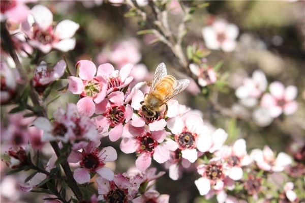 奥运冠军刘璇直播力荐 新西兰BEE+毕佳麦卢卡蜂蜜